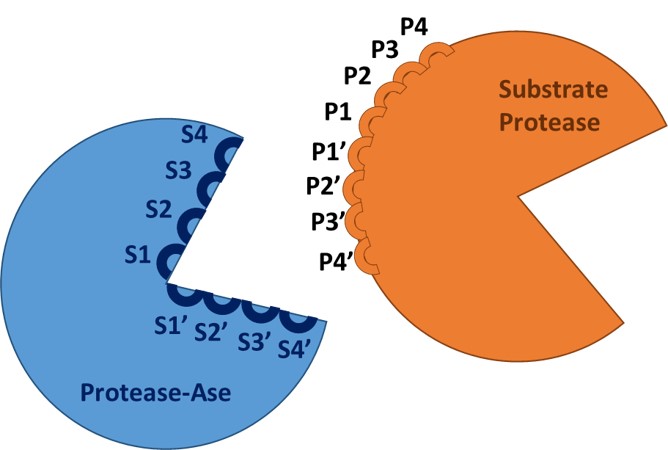 Protease-ase Schematic